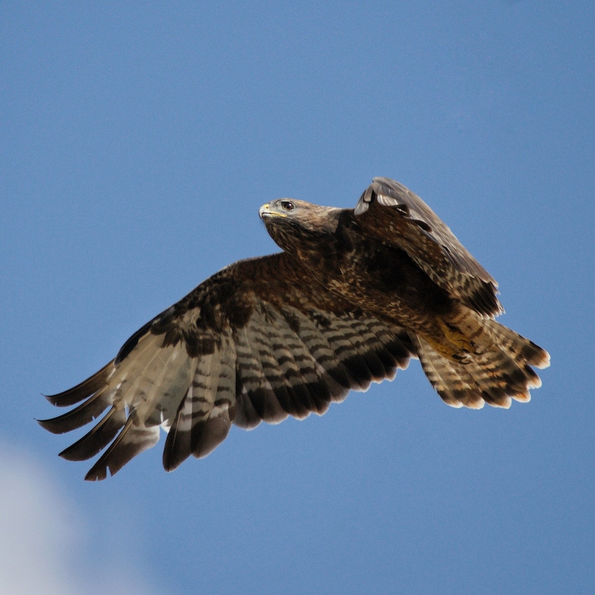 Common Buzzard - ML608731966