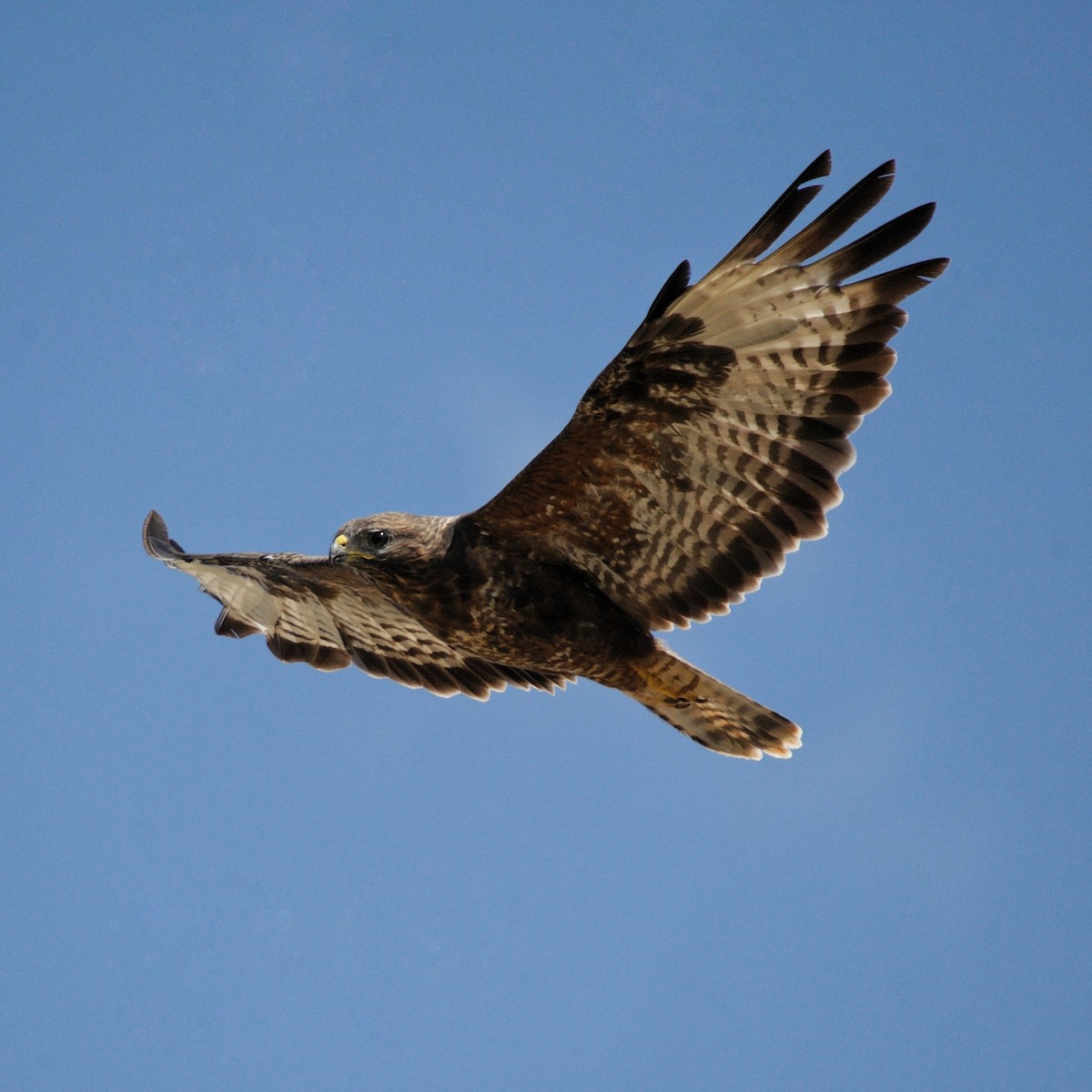 Common Buzzard - ML608731979