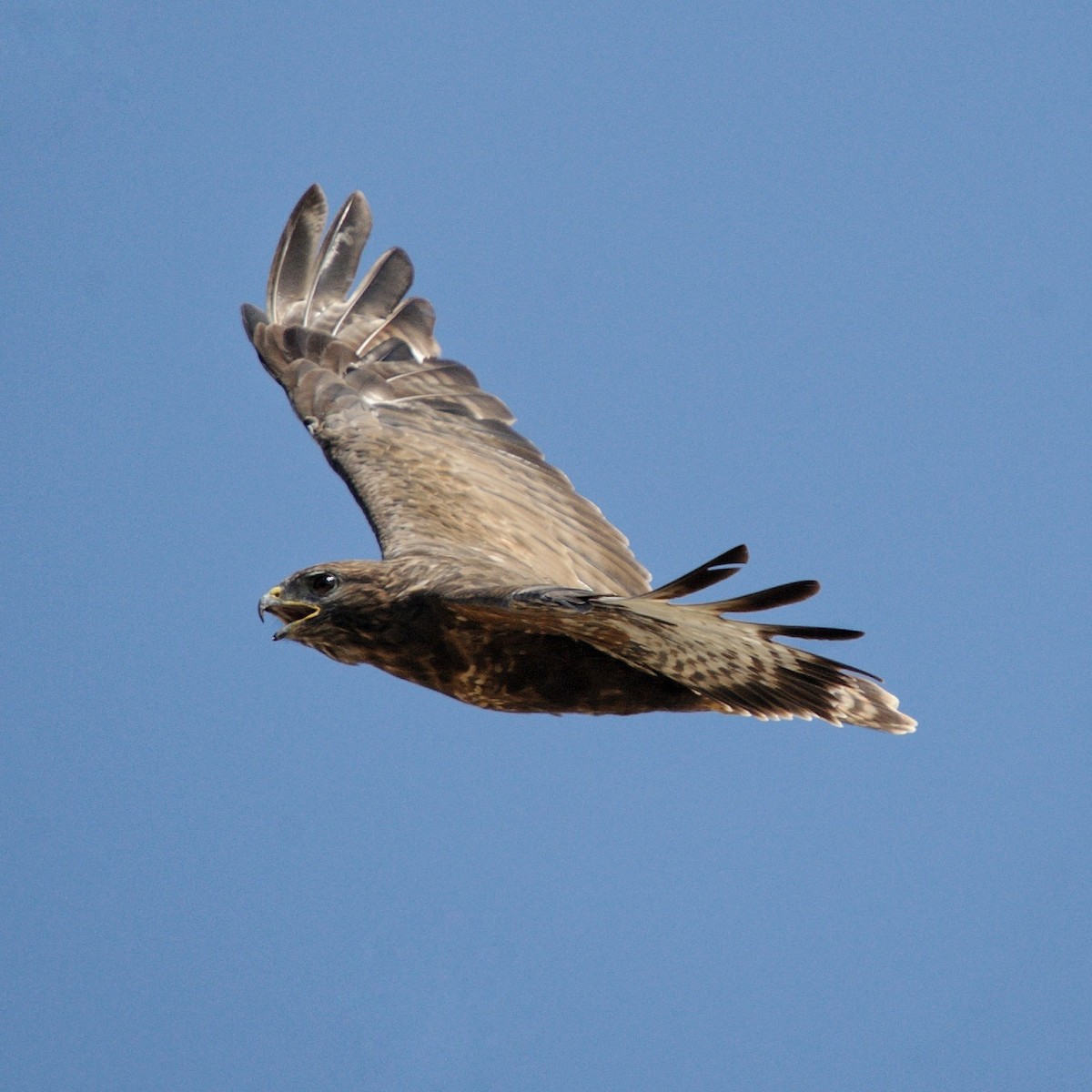 Common Buzzard - ML608731980