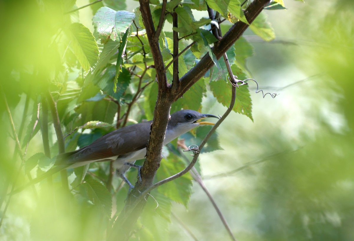 Yellow-billed Cuckoo - ML608732004