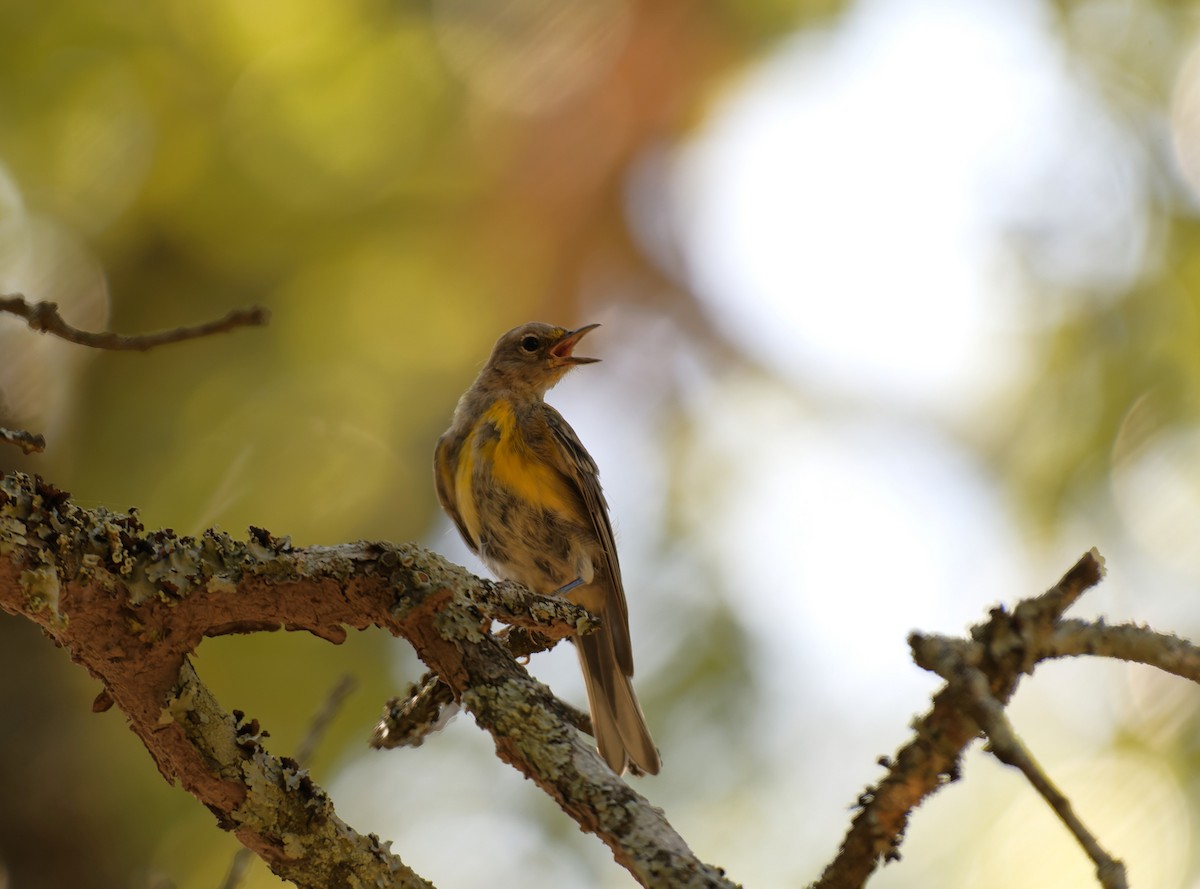 Pine Warbler - Braydon Luikart