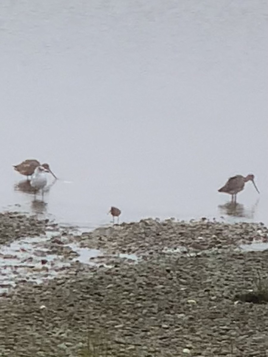 Marbled Godwit - ML608732068