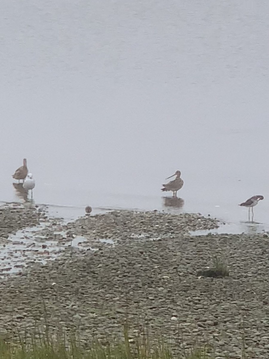 Marbled Godwit - ML608732069