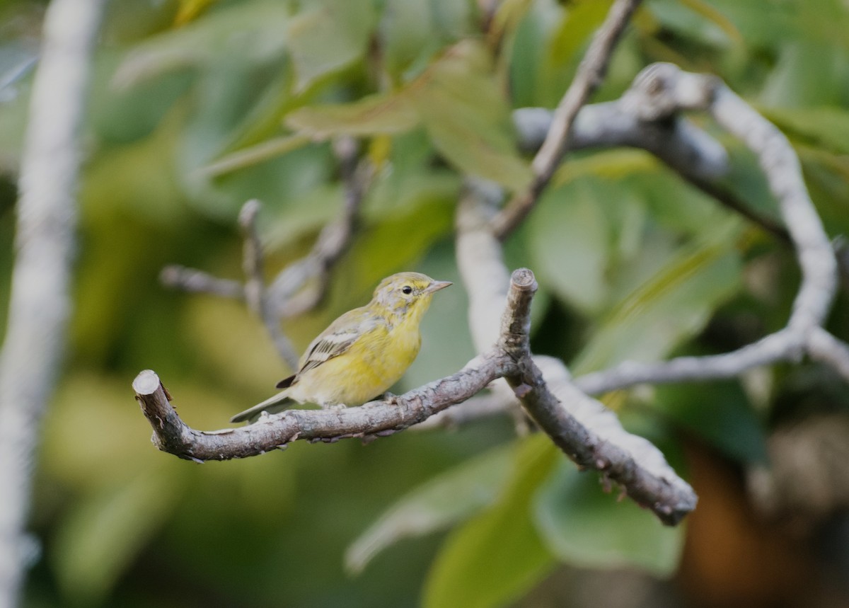 Pine Warbler - ML608732106