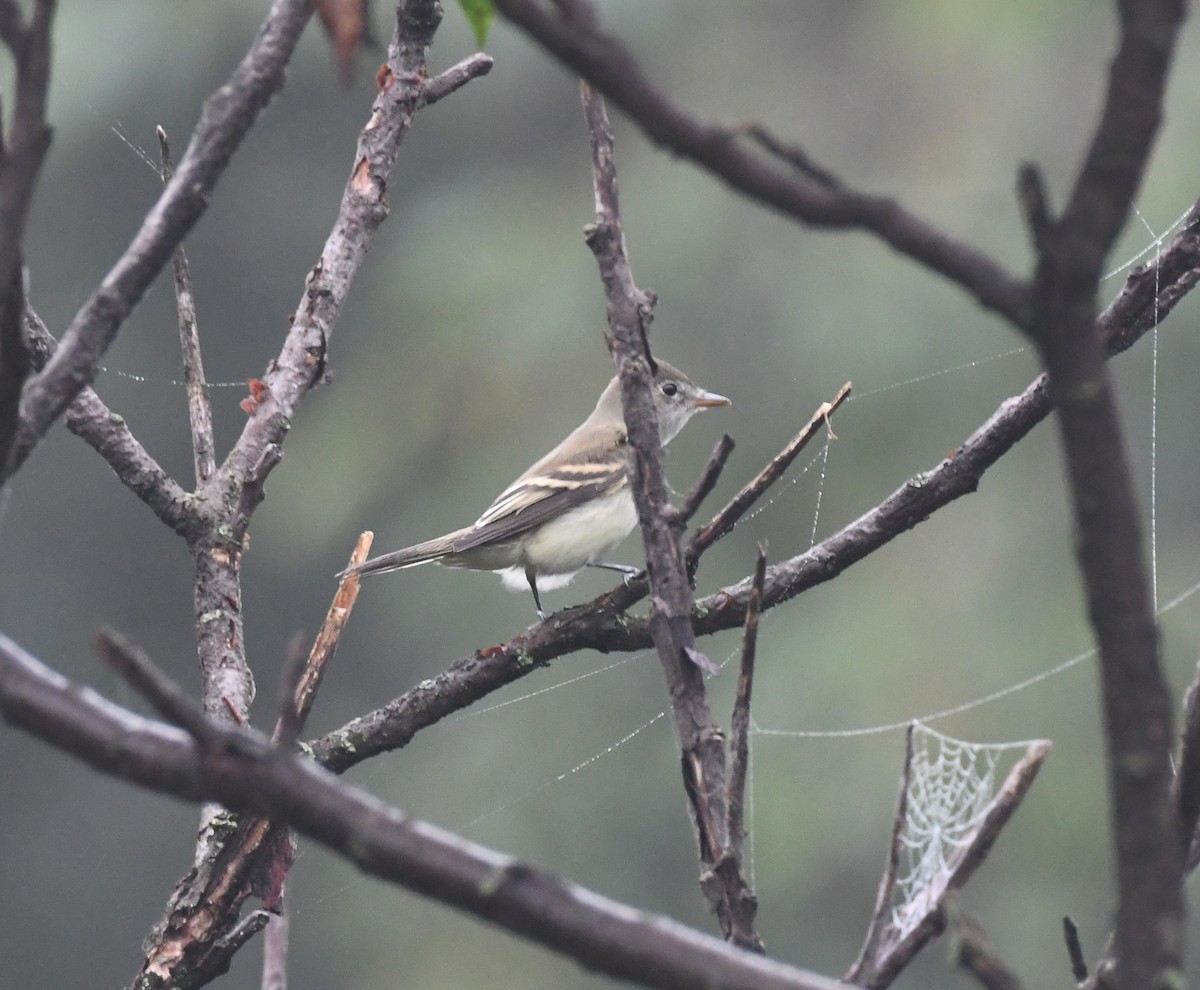 Alder Flycatcher - ML608732249