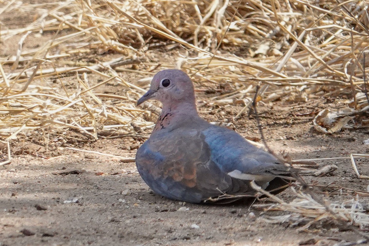 Tórtola Senegalesa - ML608732313