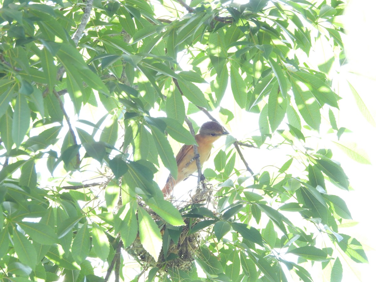 Chestnut-crowned Becard - Affonso Souza
