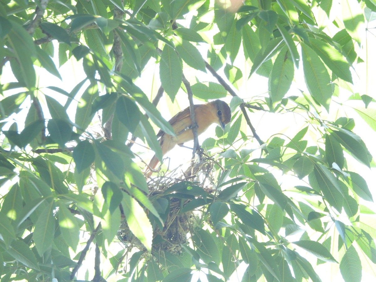 Chestnut-crowned Becard - Affonso Souza