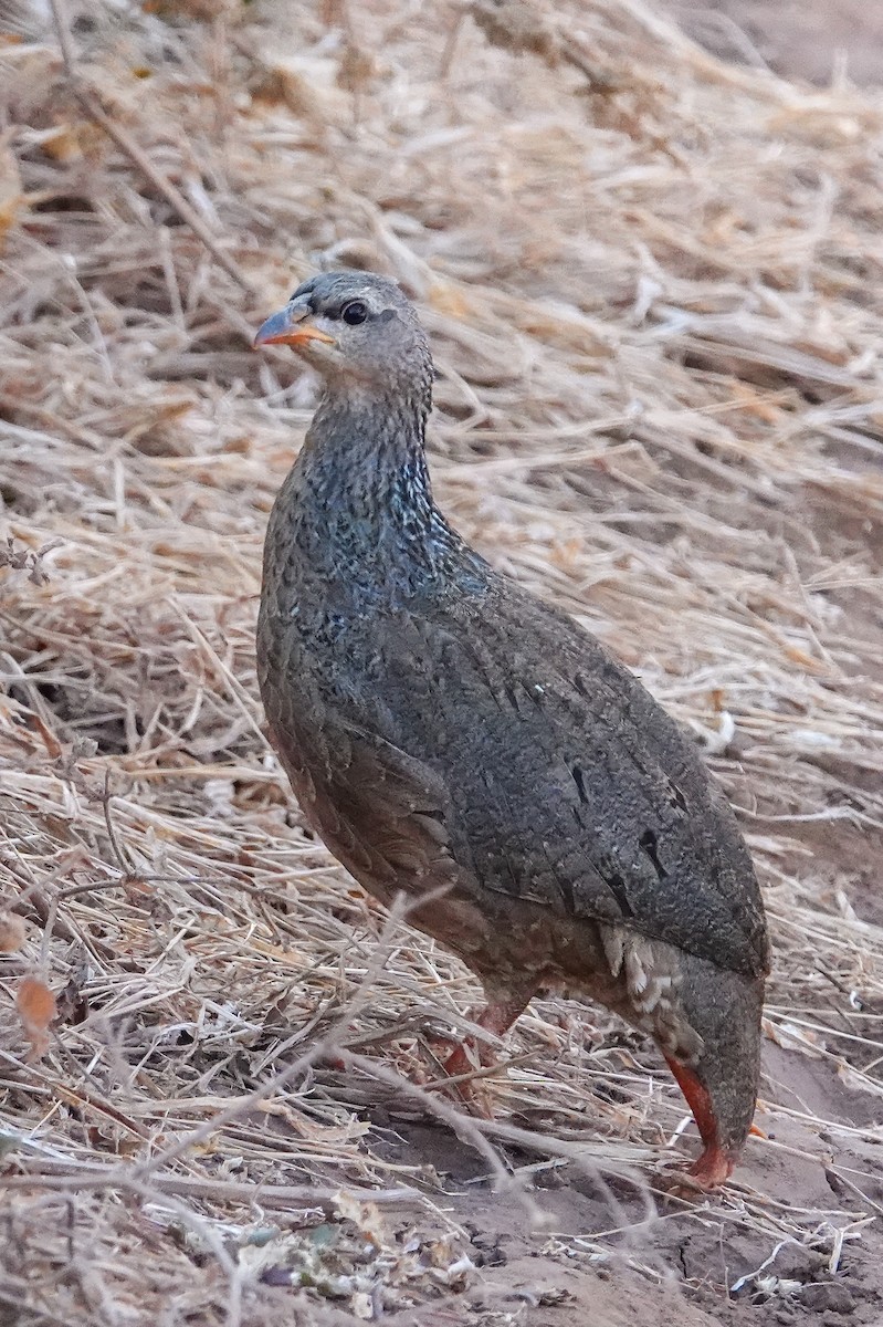 Francolin de Hildebrandt - ML608732530