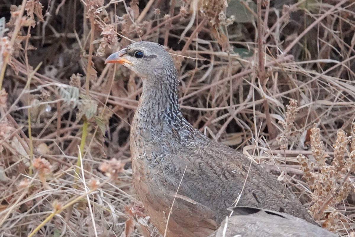 Francolin de Hildebrandt - ML608732531