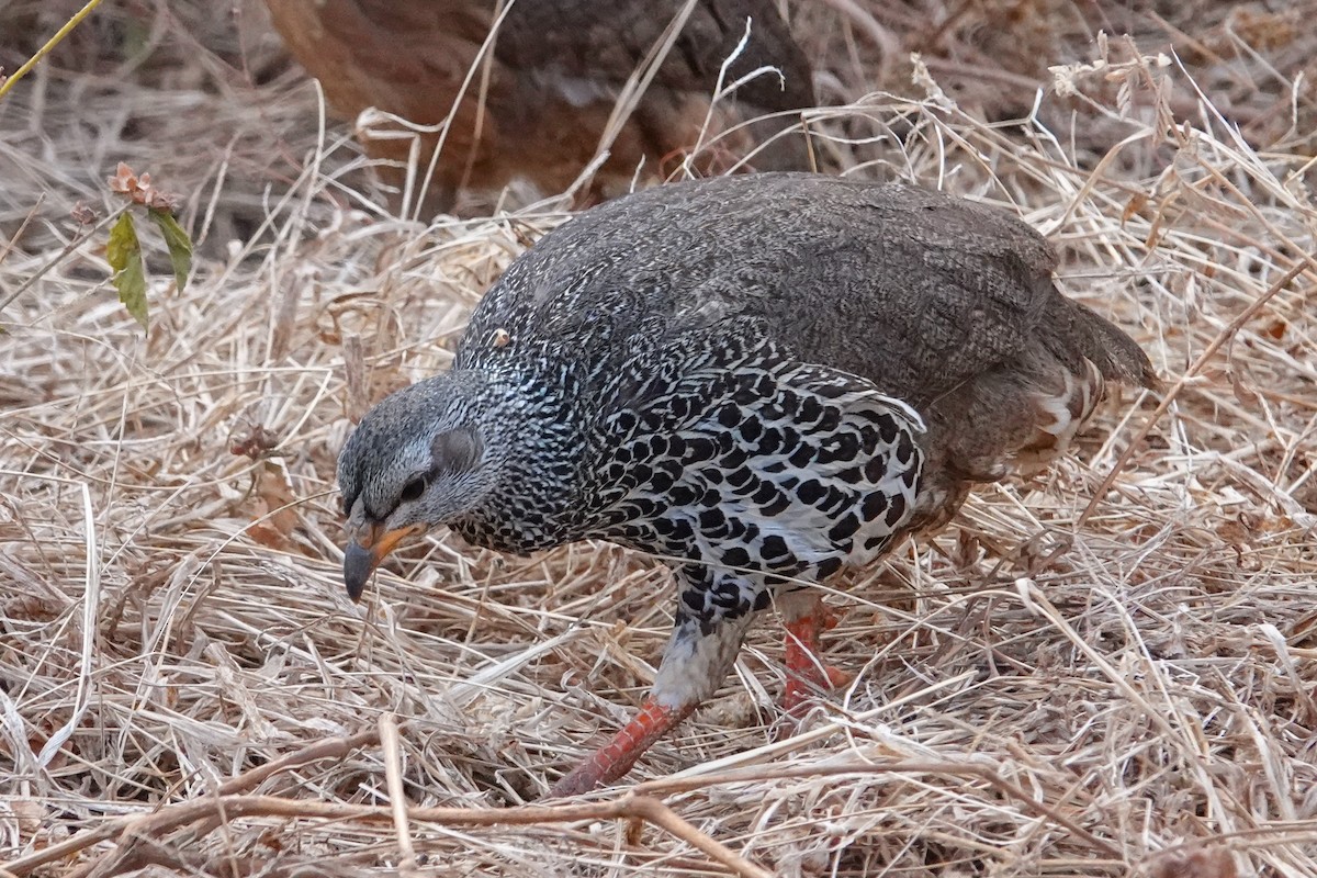 Francolin de Hildebrandt - ML608732532