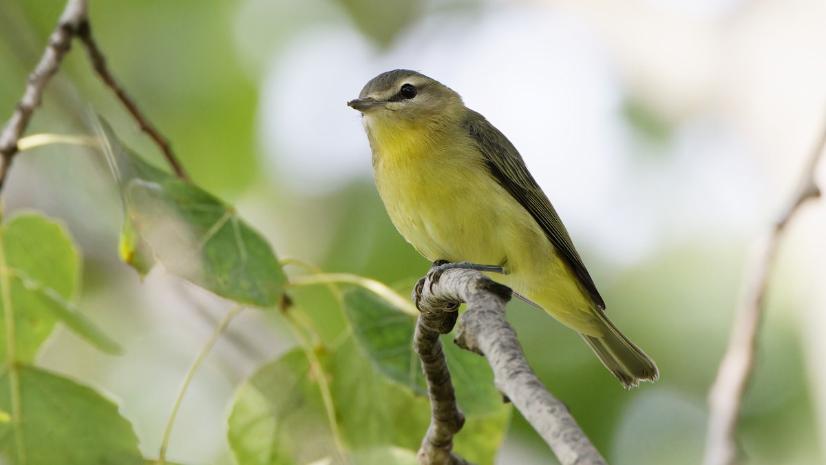 Philadelphia Vireo - ML608732628