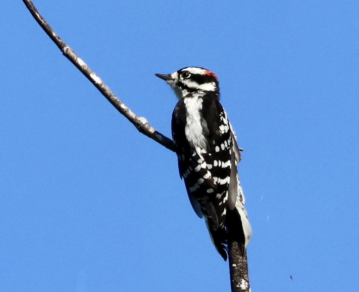 Downy Woodpecker - ML608732631