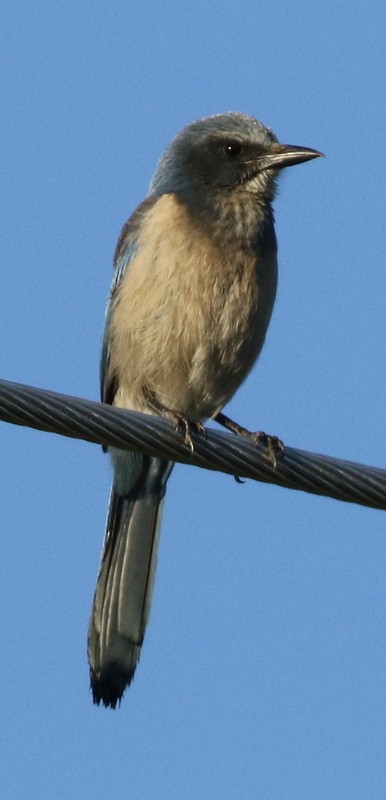 Florida Scrub-Jay - ML60873291