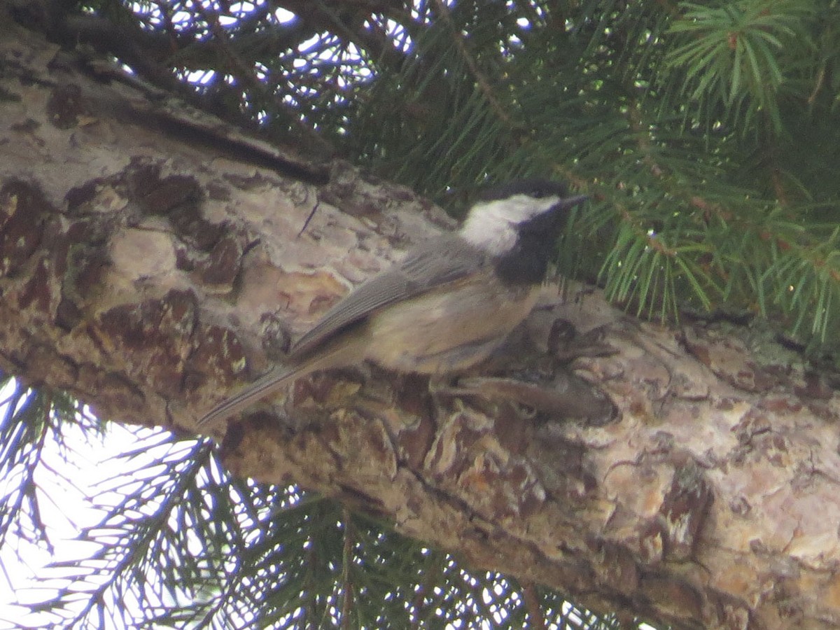 Mexican Chickadee - ML608732966