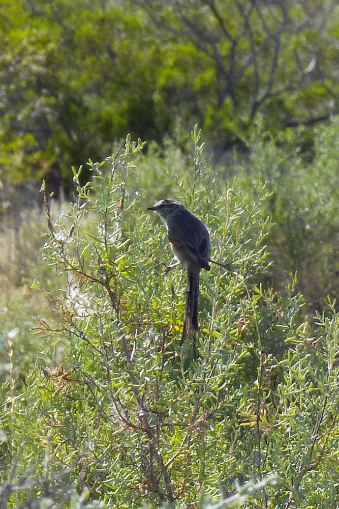 Plain-mantled Tit-Spinetail - ML608732988