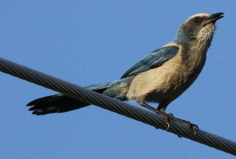 Florida Scrub-Jay - ML60873301