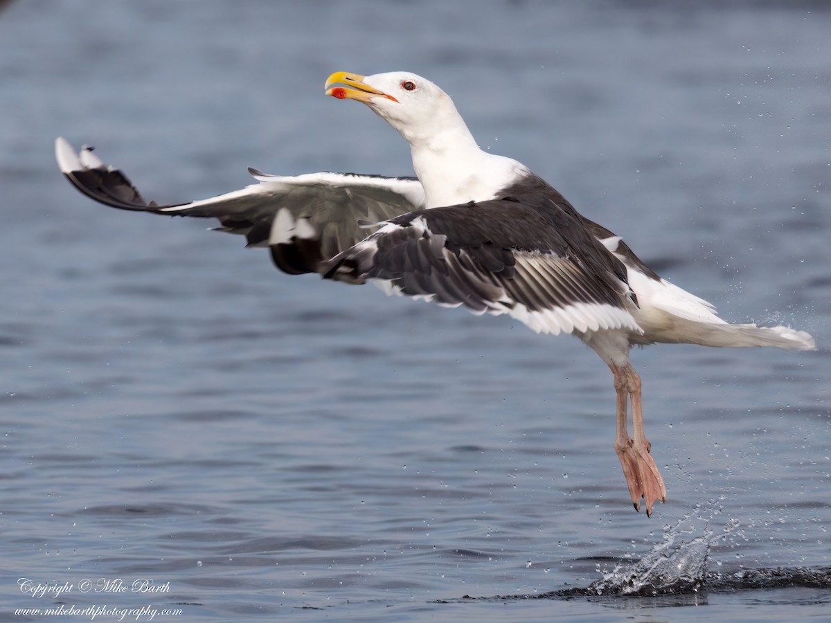 Great Black-backed Gull - ML608733031