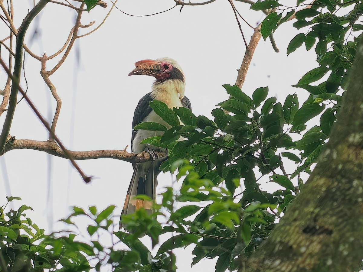 Luzon Hornbill - ML608733086