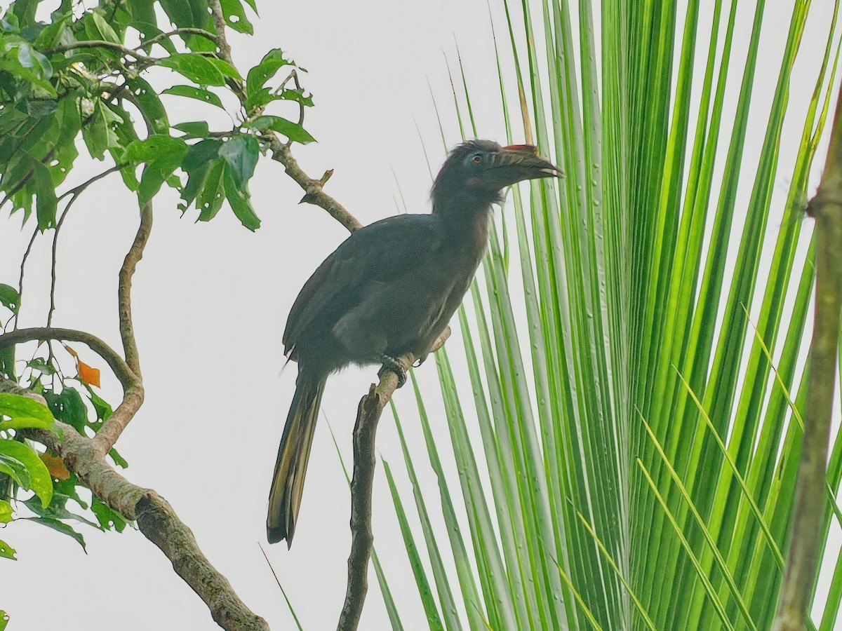 Luzon Hornbill - Ravi Iyengar