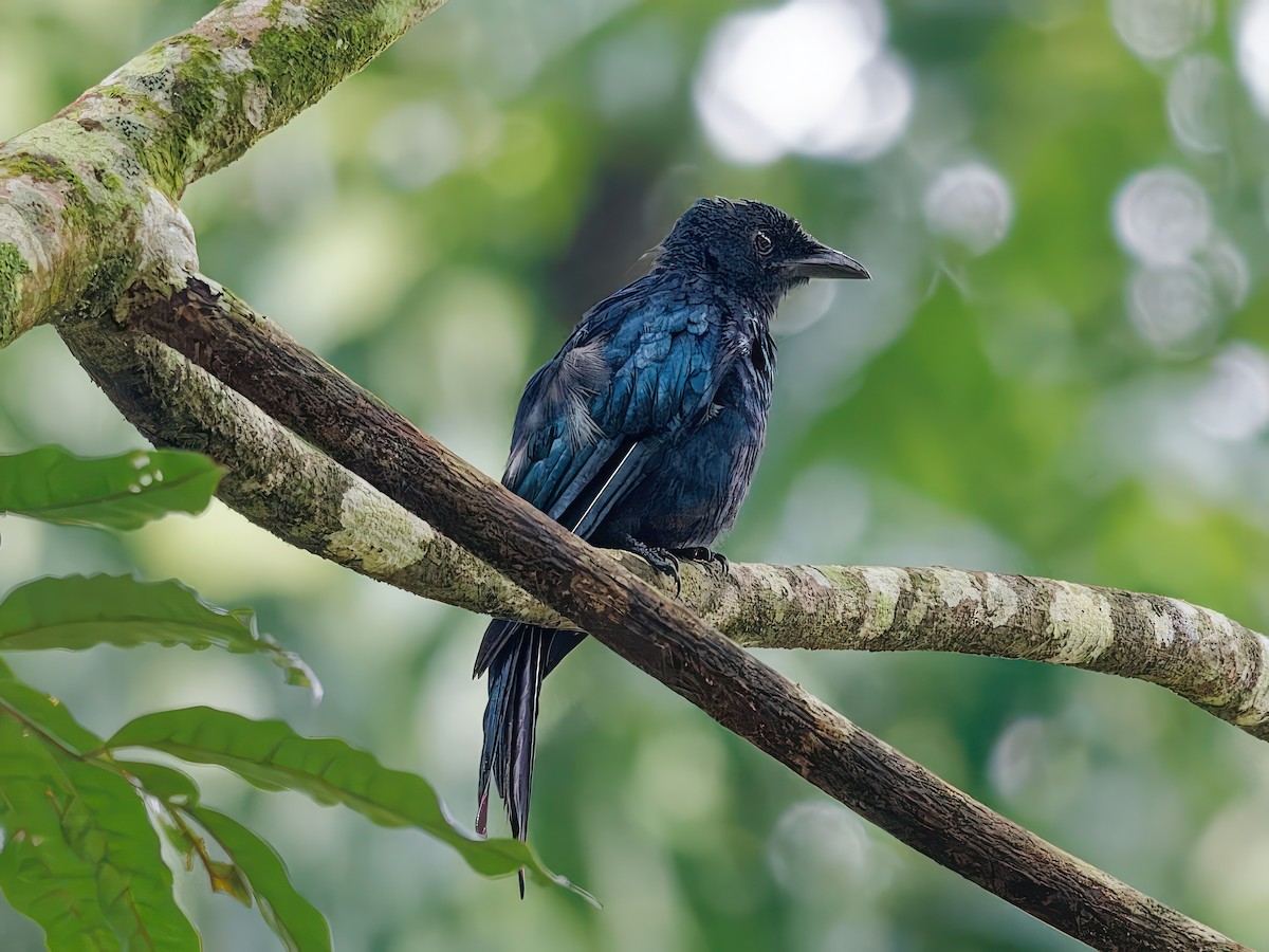 Drongo balicassio - ML608733112