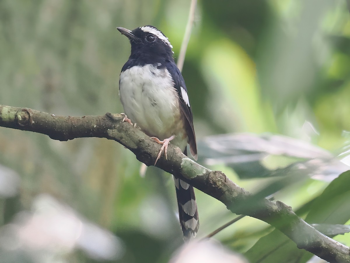 White-browed Shama - ML608733127
