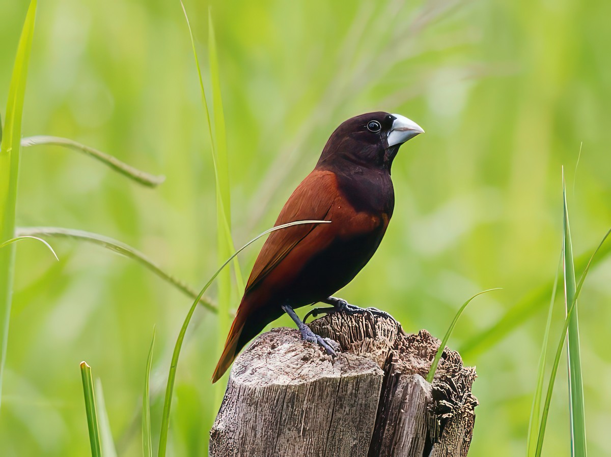 Chestnut Munia - ML608733143