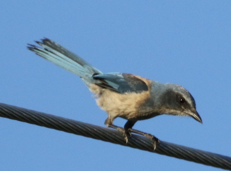 Florida Scrub-Jay - ML60873321