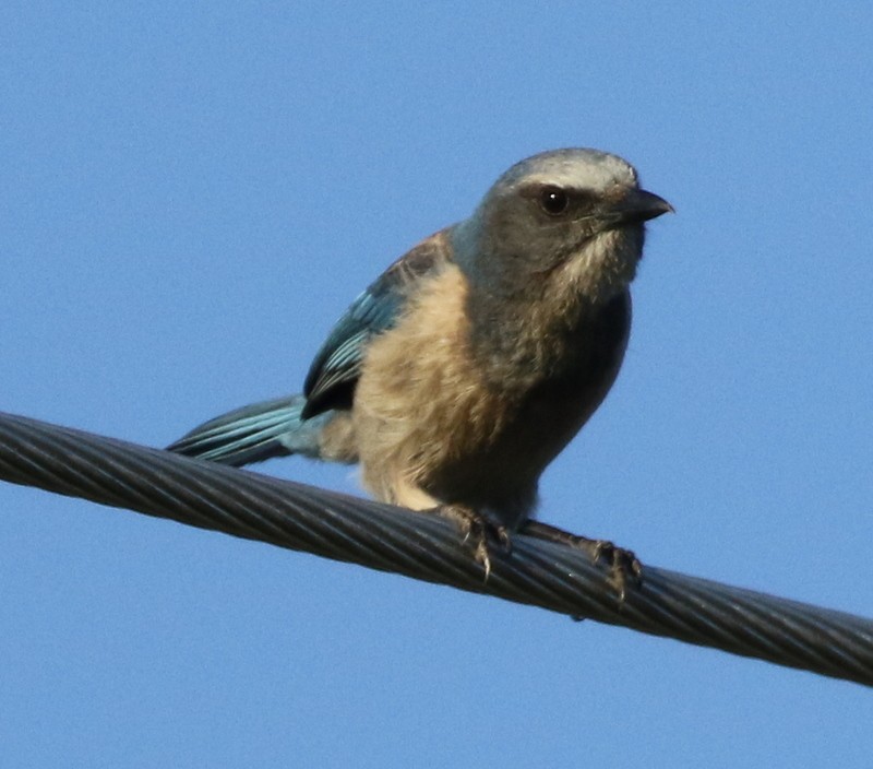 Florida Scrub-Jay - ML60873331