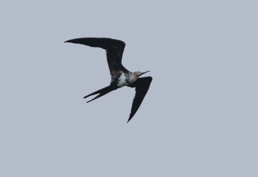 Lesser Frigatebird - Lindy Fung