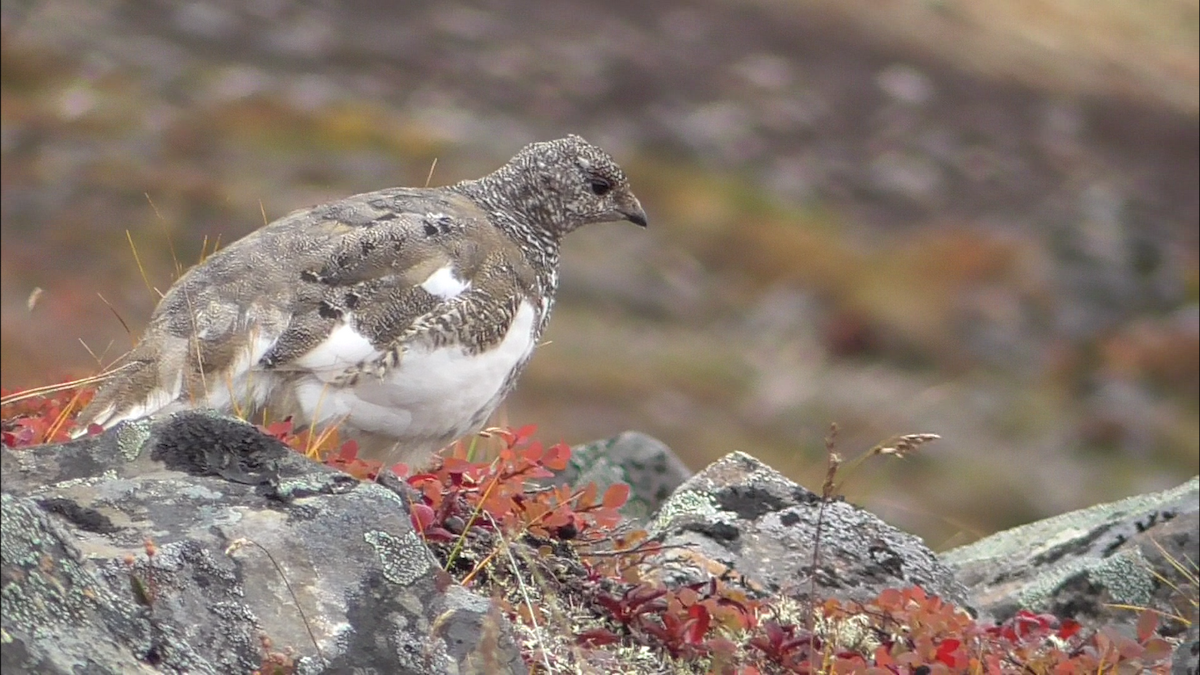 White-tailed Ptarmigan - Kale Van Shaar