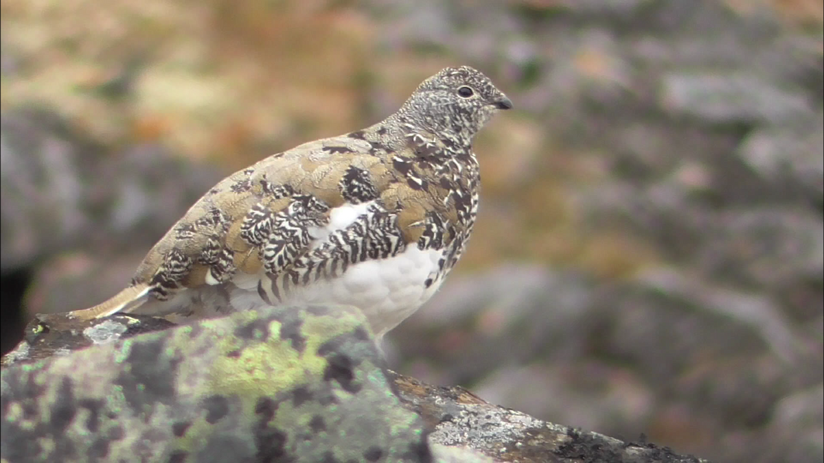 White-tailed Ptarmigan - Kale Van Shaar