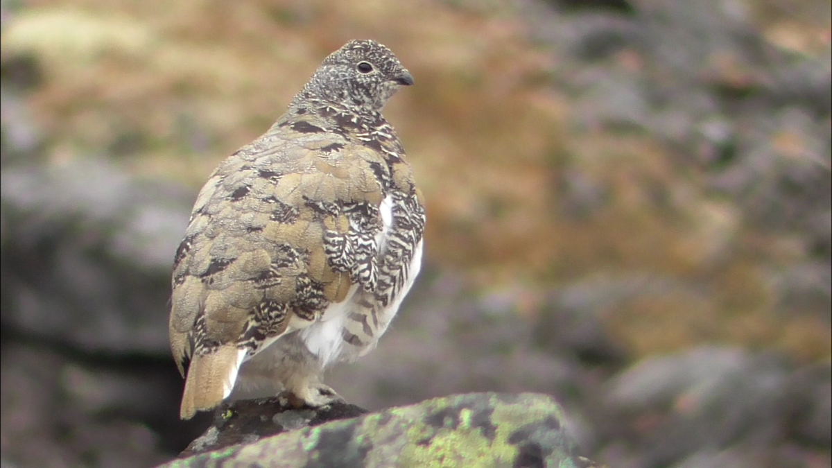 White-tailed Ptarmigan - Kale Van Shaar