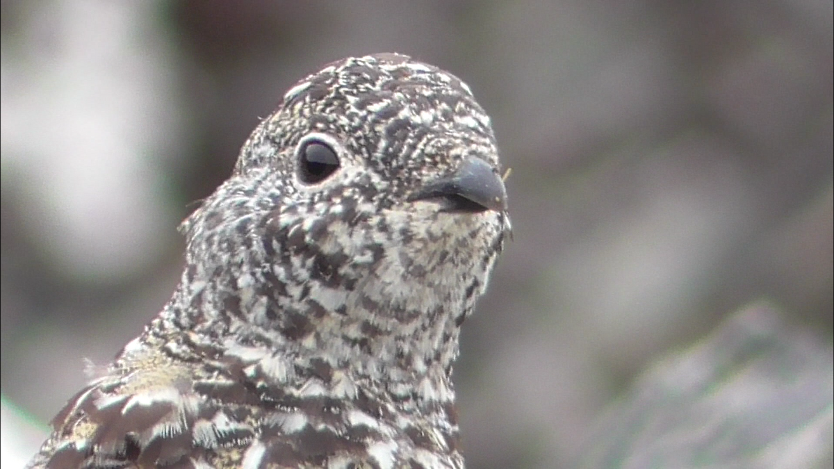 White-tailed Ptarmigan - Kale Van Shaar