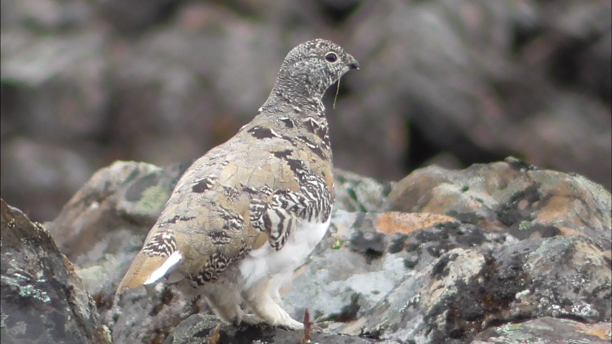 White-tailed Ptarmigan - ML608733348