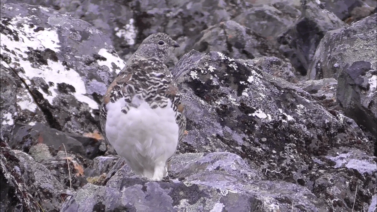 White-tailed Ptarmigan - Kale Van Shaar