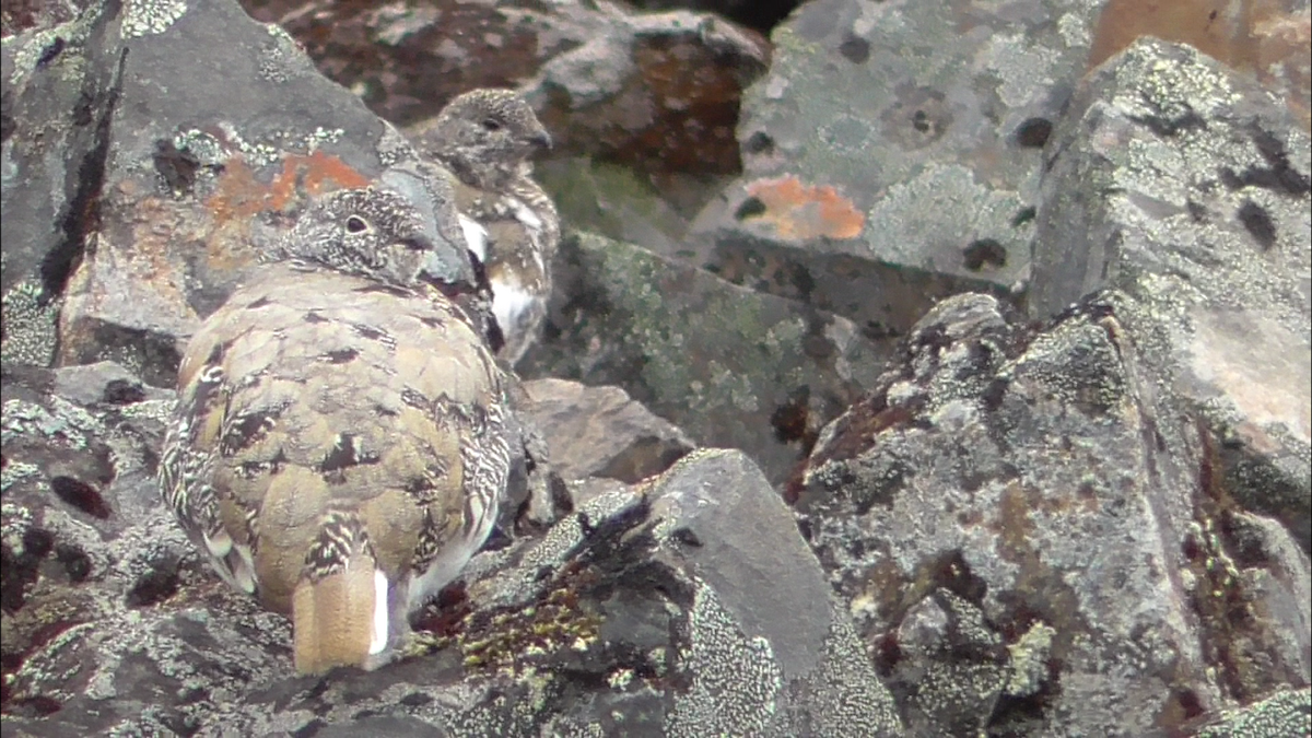 White-tailed Ptarmigan - Kale Van Shaar