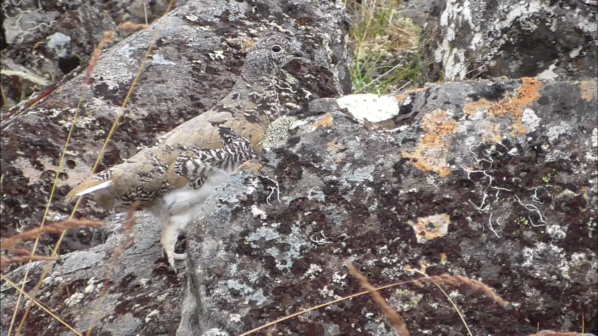 White-tailed Ptarmigan - Kale Van Shaar