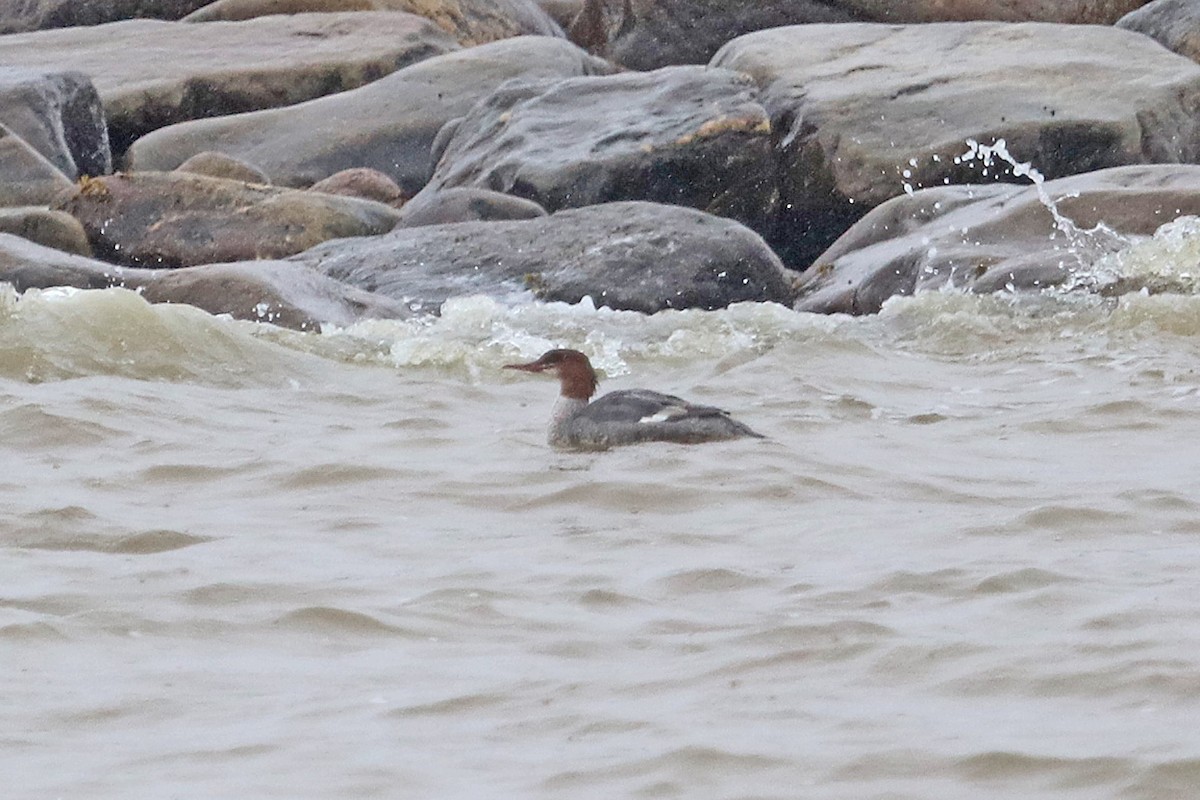 Common Merganser - ML608733389