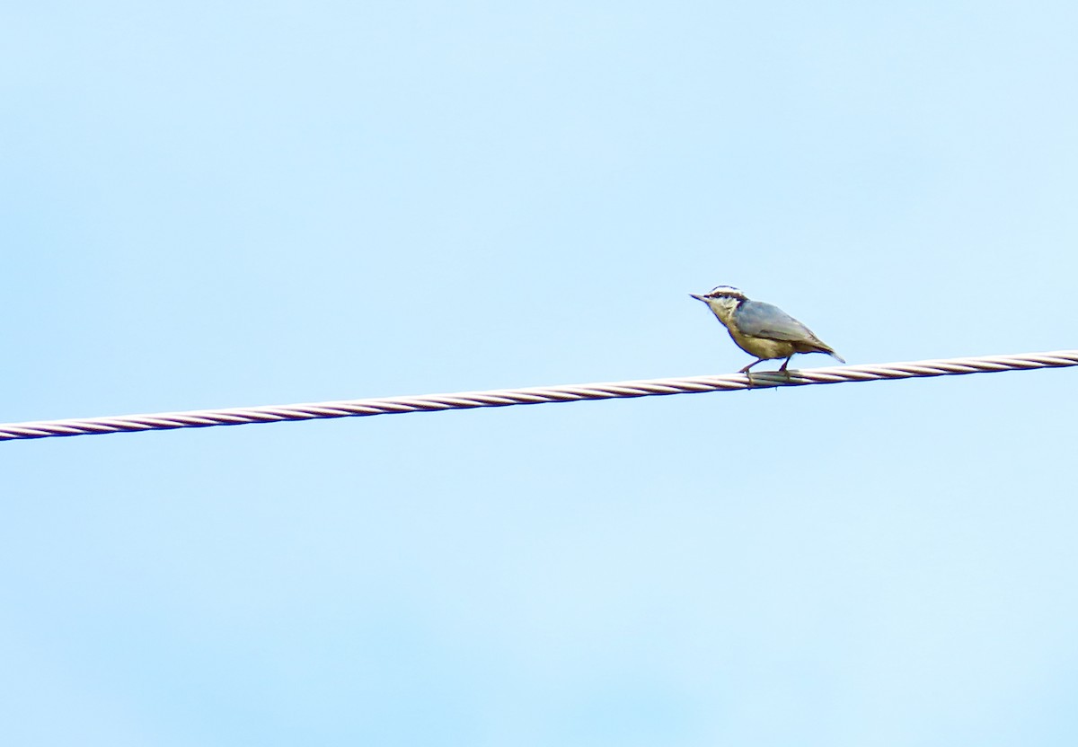 Red-breasted Nuthatch - ML608733395