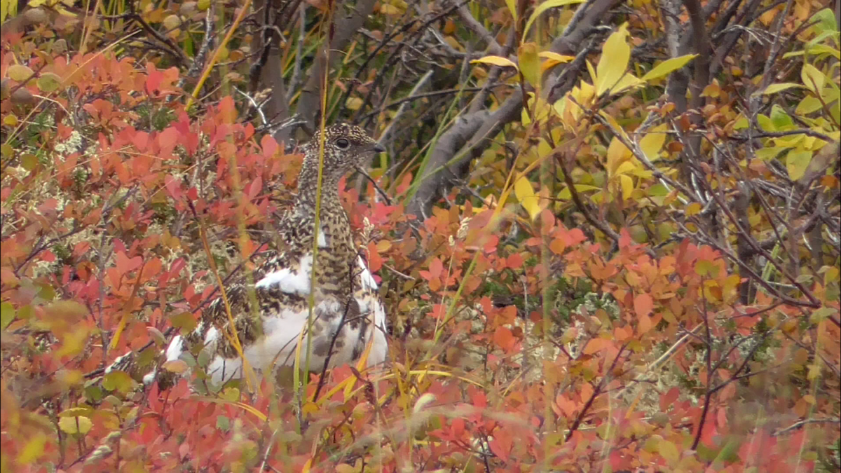 Rock Ptarmigan - ML608733398