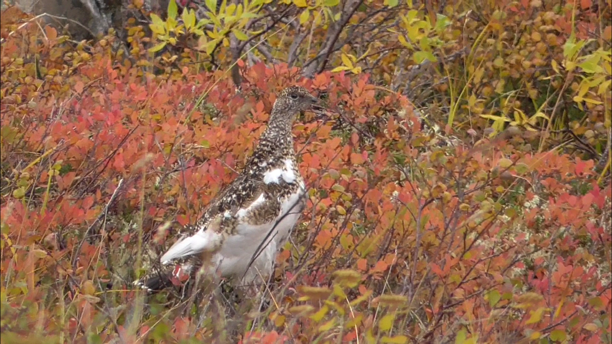 Rock Ptarmigan - ML608733399