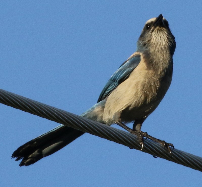 Florida Scrub-Jay - ML60873341