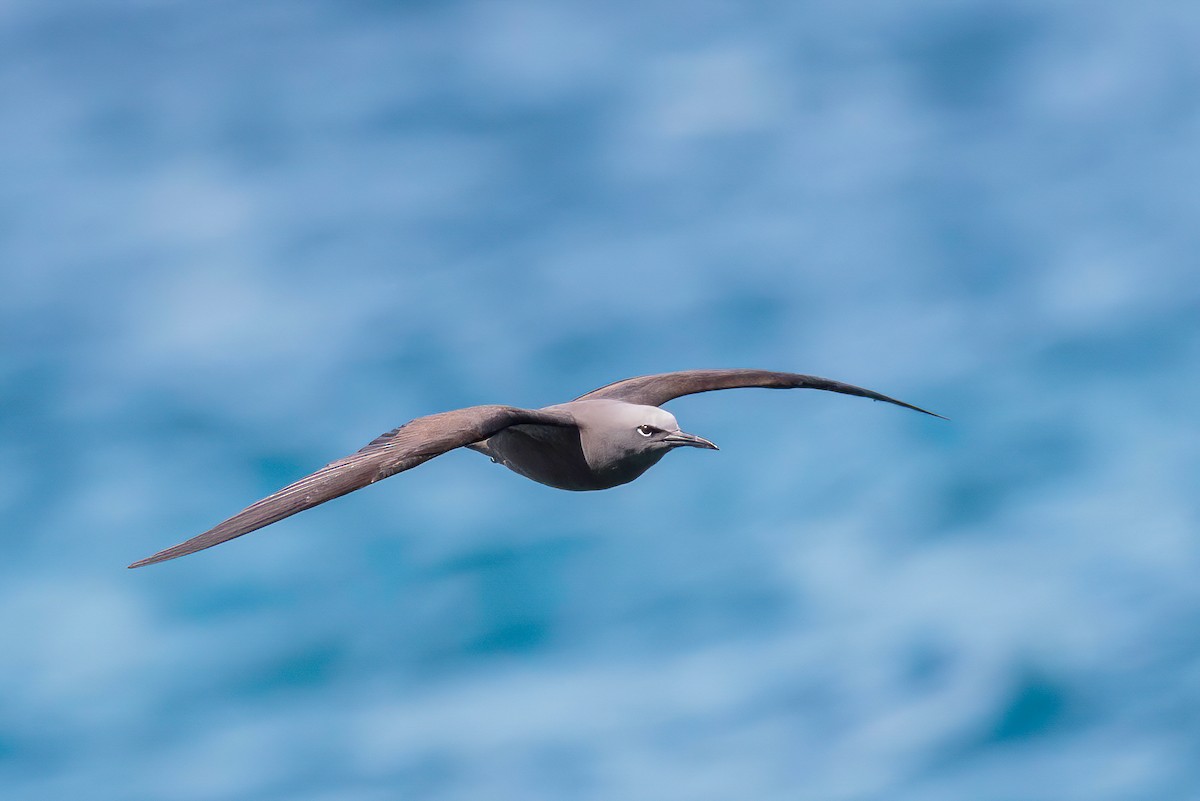 Brown Noddy - ML608733492