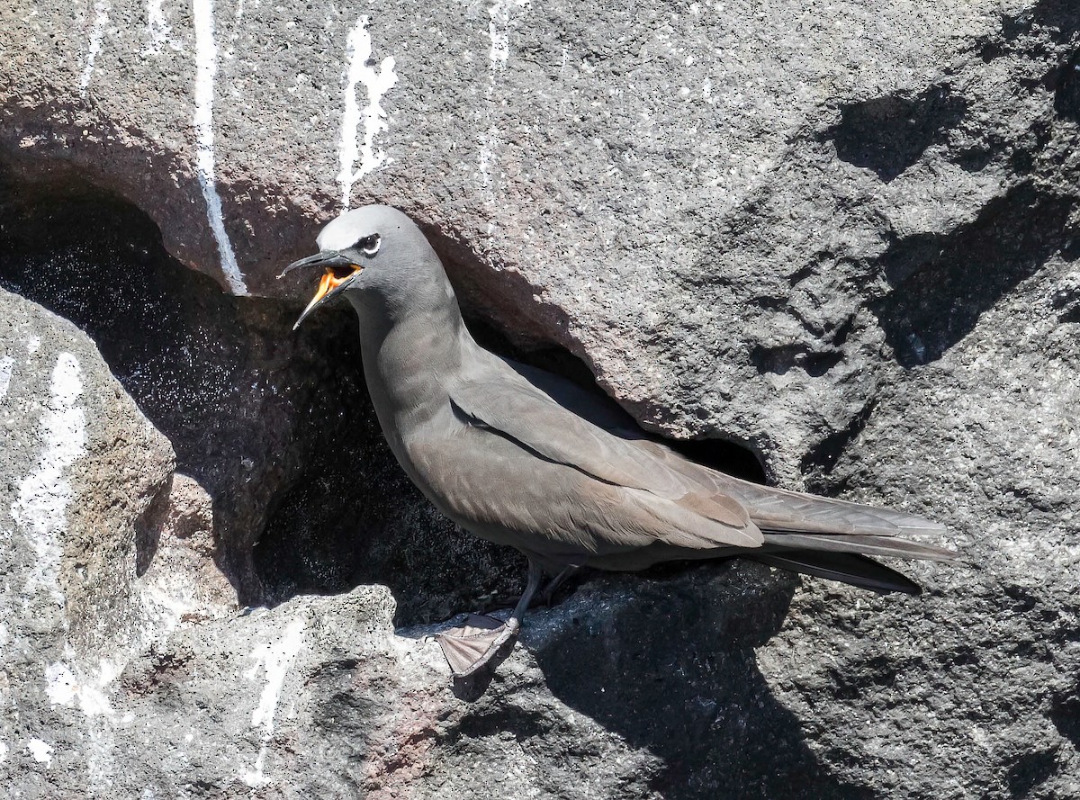 Brown Noddy - ML608733493