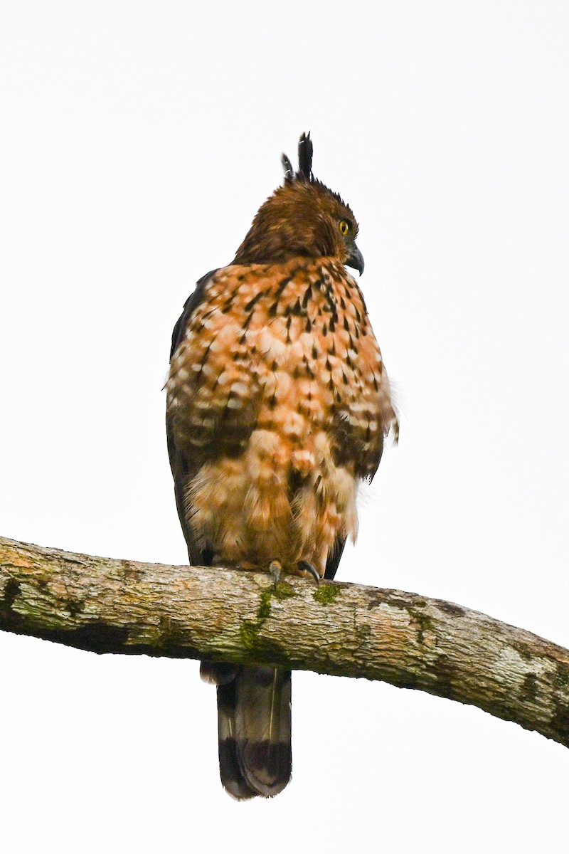 Wallace's Hawk-Eagle - Steve McInnis