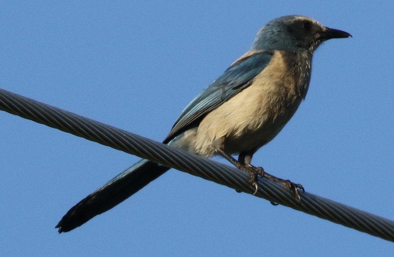 Florida Scrub-Jay - ML60873351