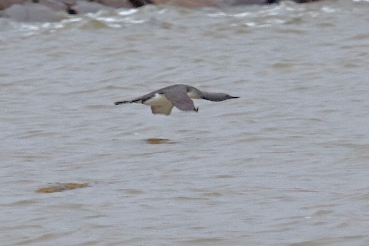 Red-throated Loon - ML608733587