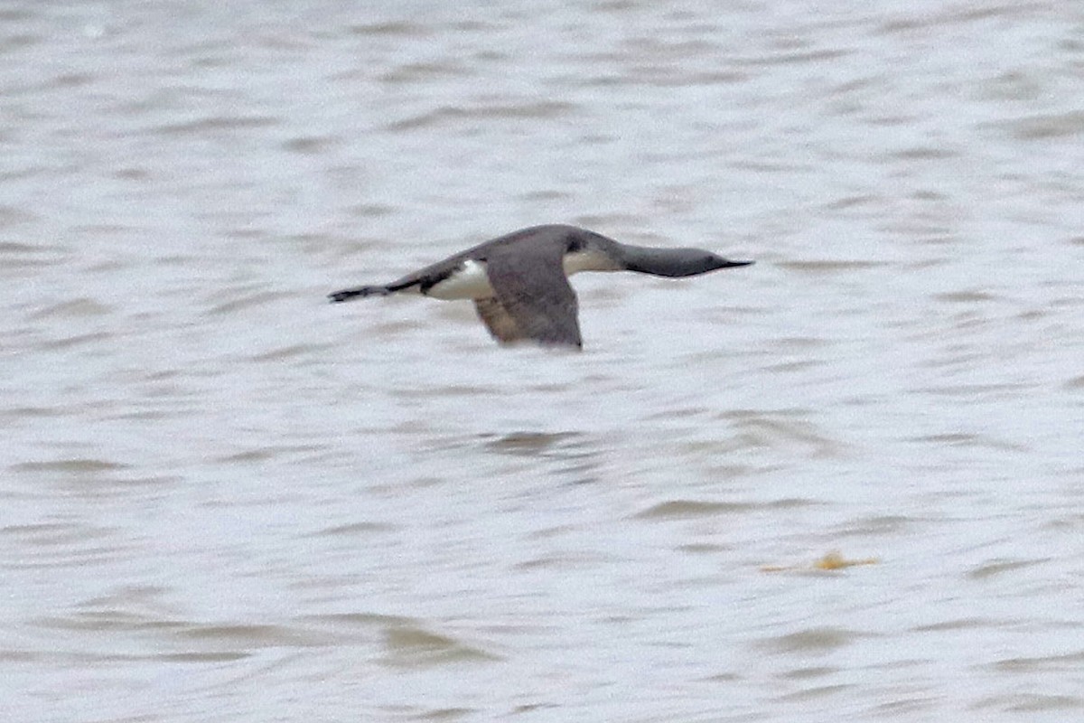 Red-throated Loon - Jim Levenson