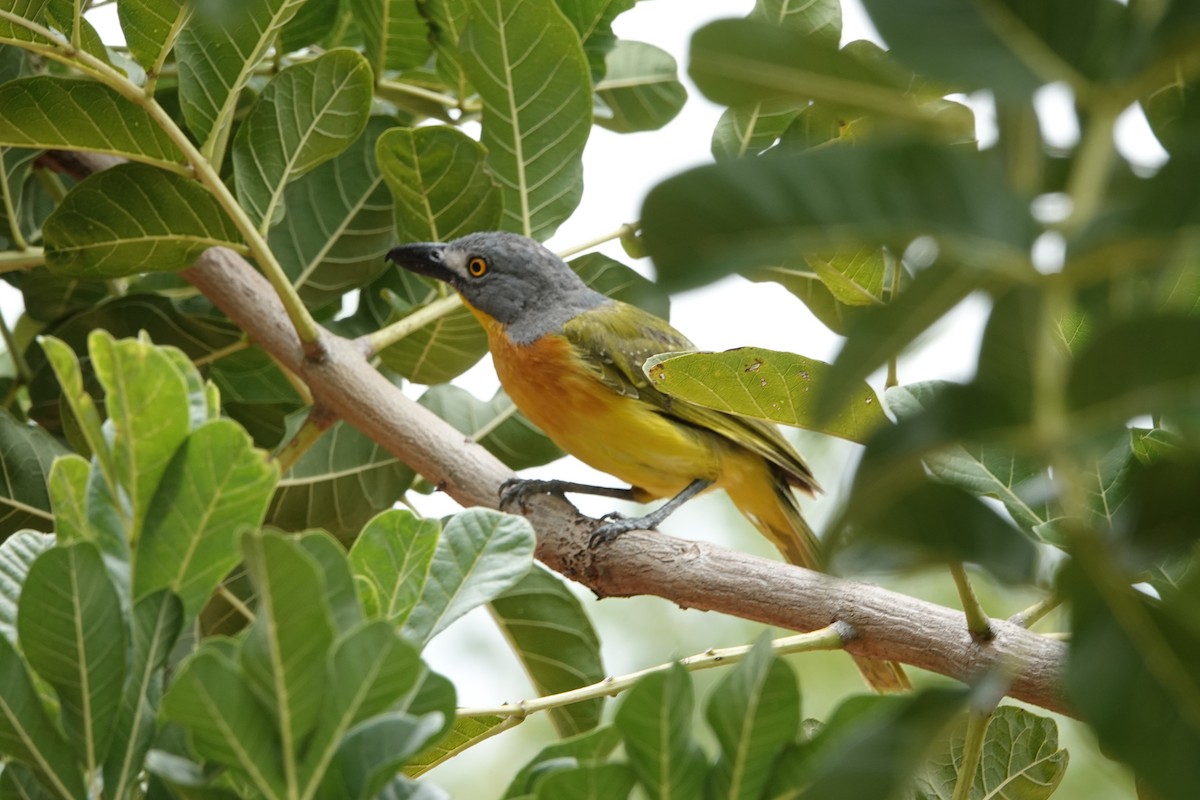 Gray-headed Bushshrike - ML608733726